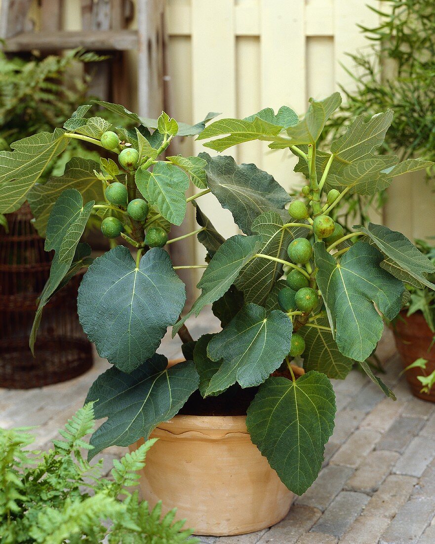 Small fig tree in pot