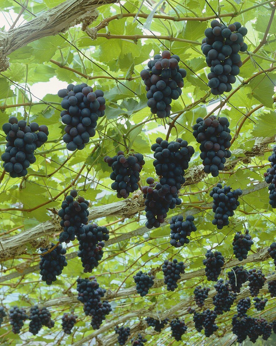 Black grapes on the vine