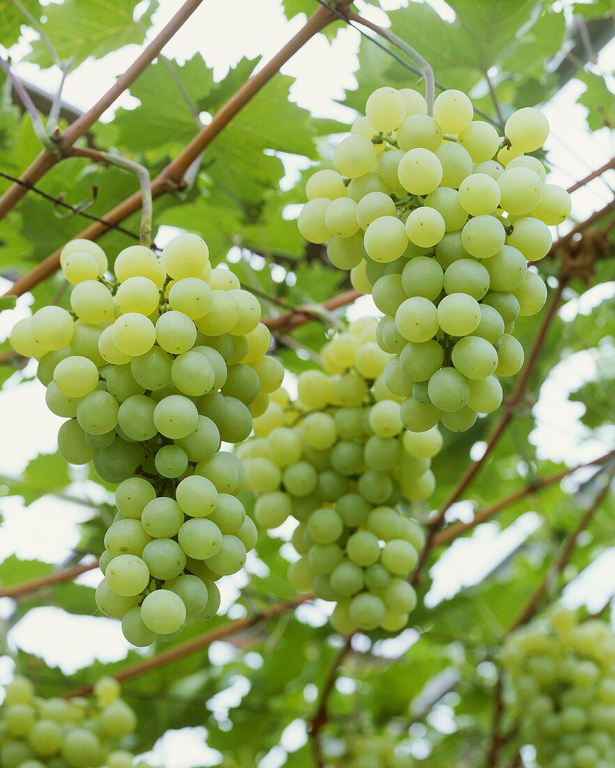 Table grapes, variety 'Golden Champion'