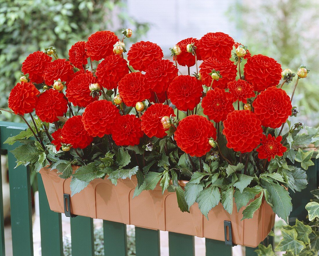 Dahlias, variety 'Melody Bolero'