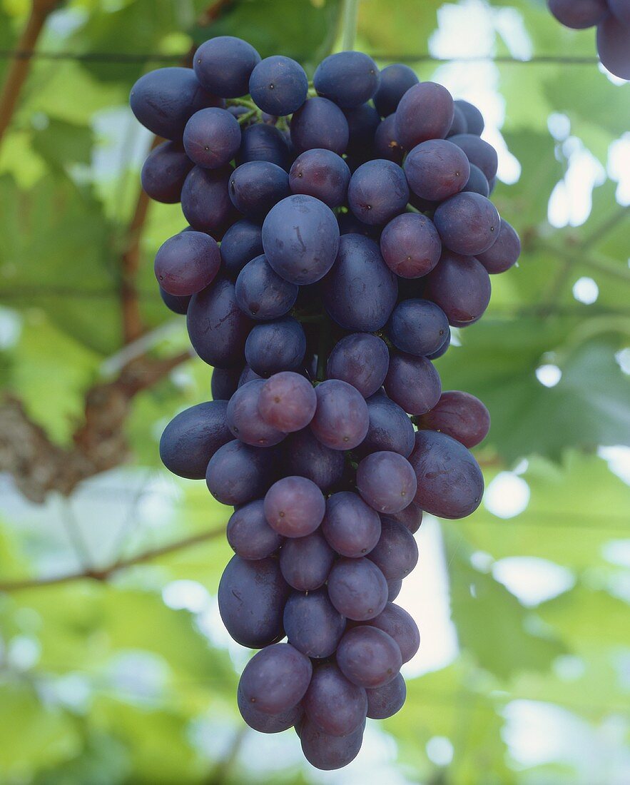 Ripe grapes on the vine