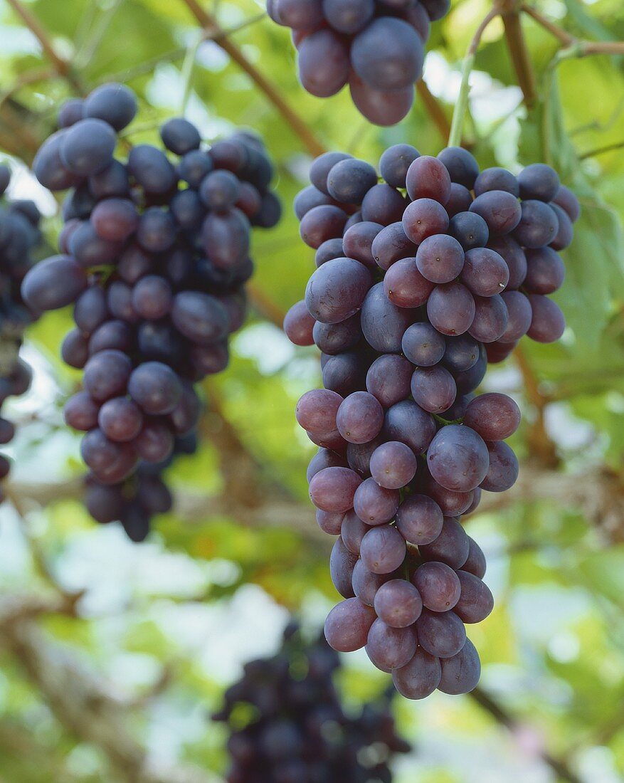 Red Grapes on Vine