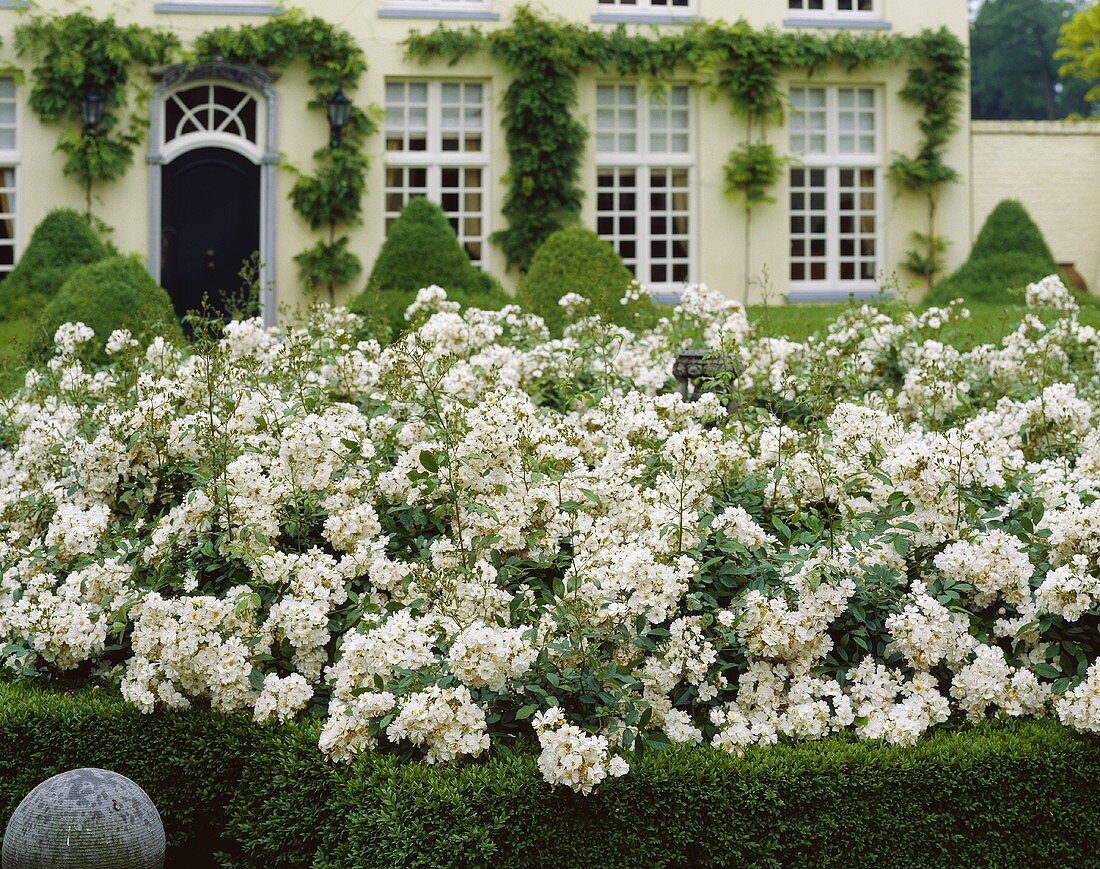 Weiß blühender Rosenstrauch im Vorgarten eines herrschaftlichen Hauses, im Hintergrund Buchsbaumkegel