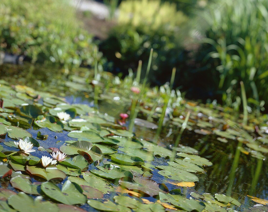 Water lily pond