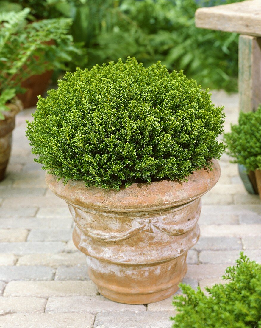 Shrubby veronica (Hebe 'Green Globe')