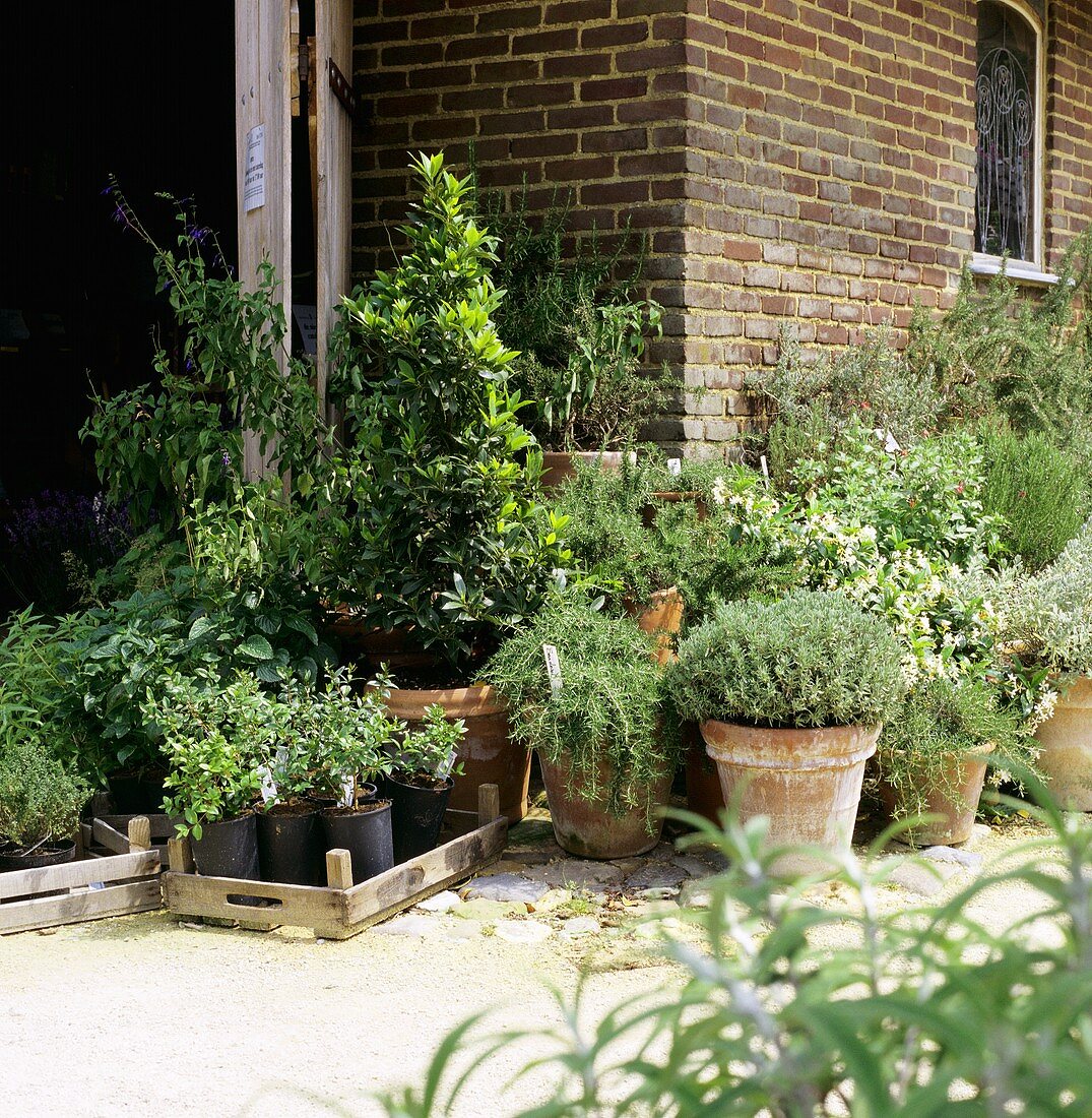 Culinary herbs in flowerpots