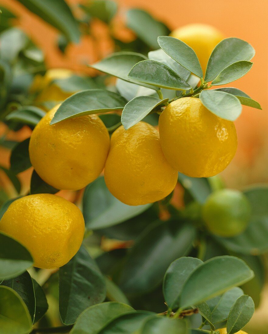 Kumquat (Citrus fortunella)