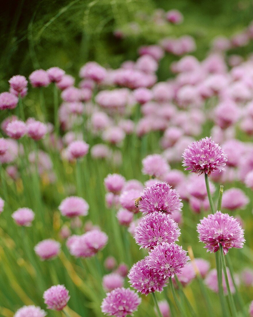 Chives (Allium schoenoprasum)