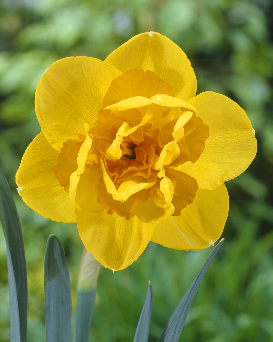 Narcissus 'Monza'