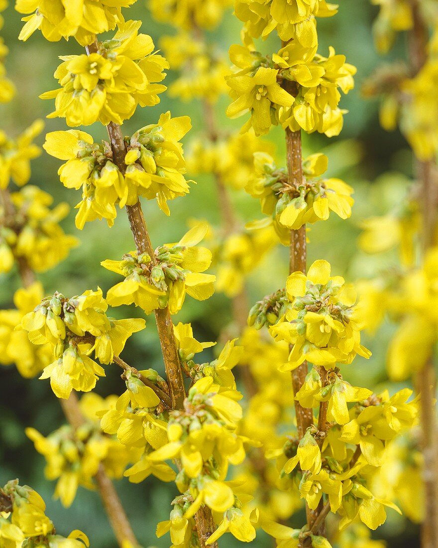 Forsythia