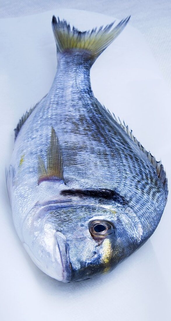 Sea bream