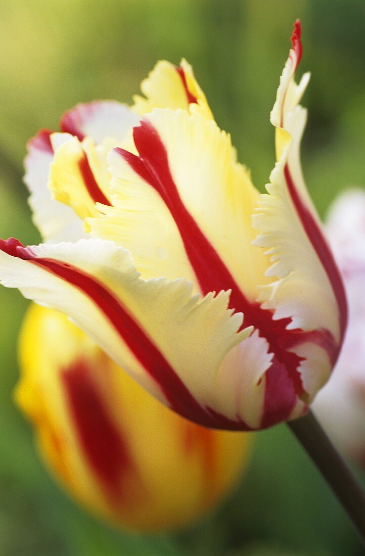 Striped tulip