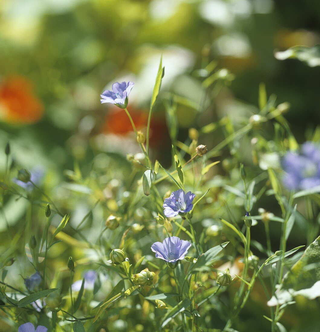 Flowering flax (also known as linseed, Linum usitatissimum)