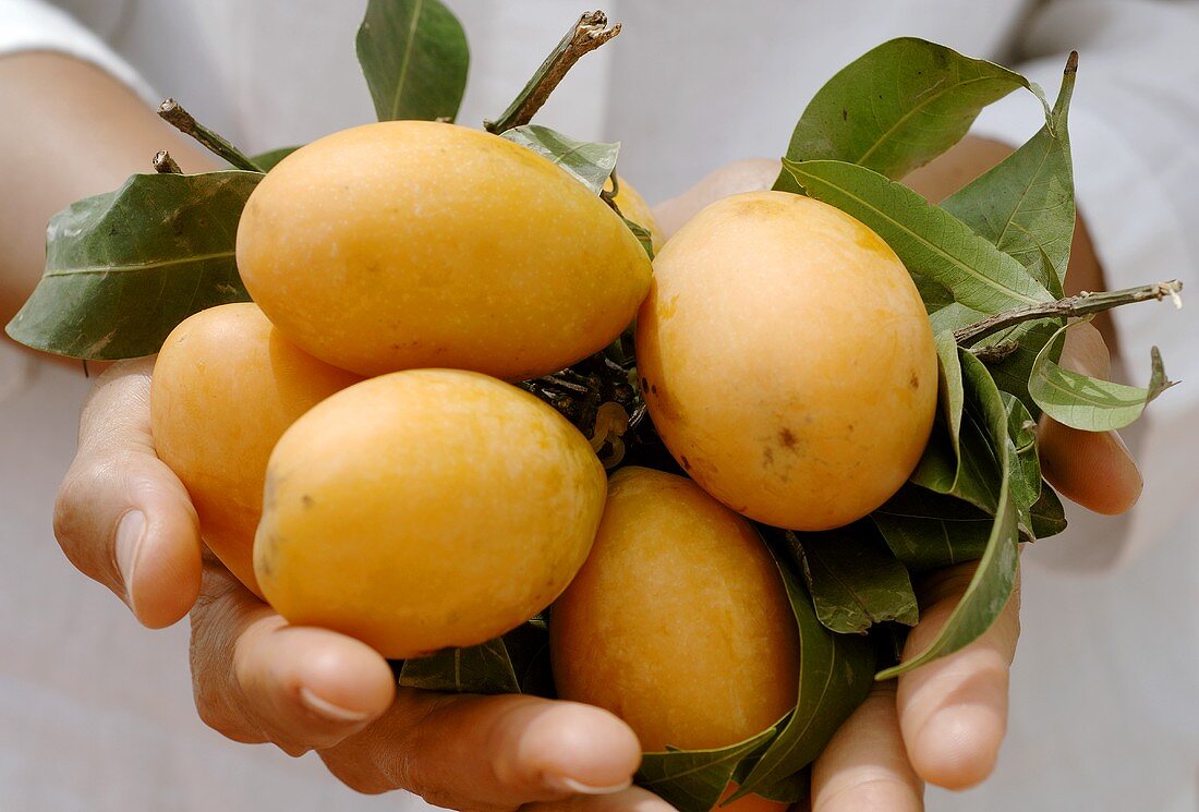 Hand holding fresh gandaria (plum mangos)