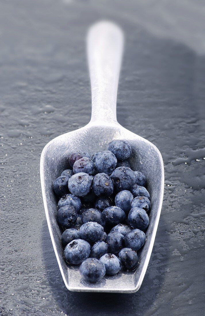 Fresh blueberries in a small scoop