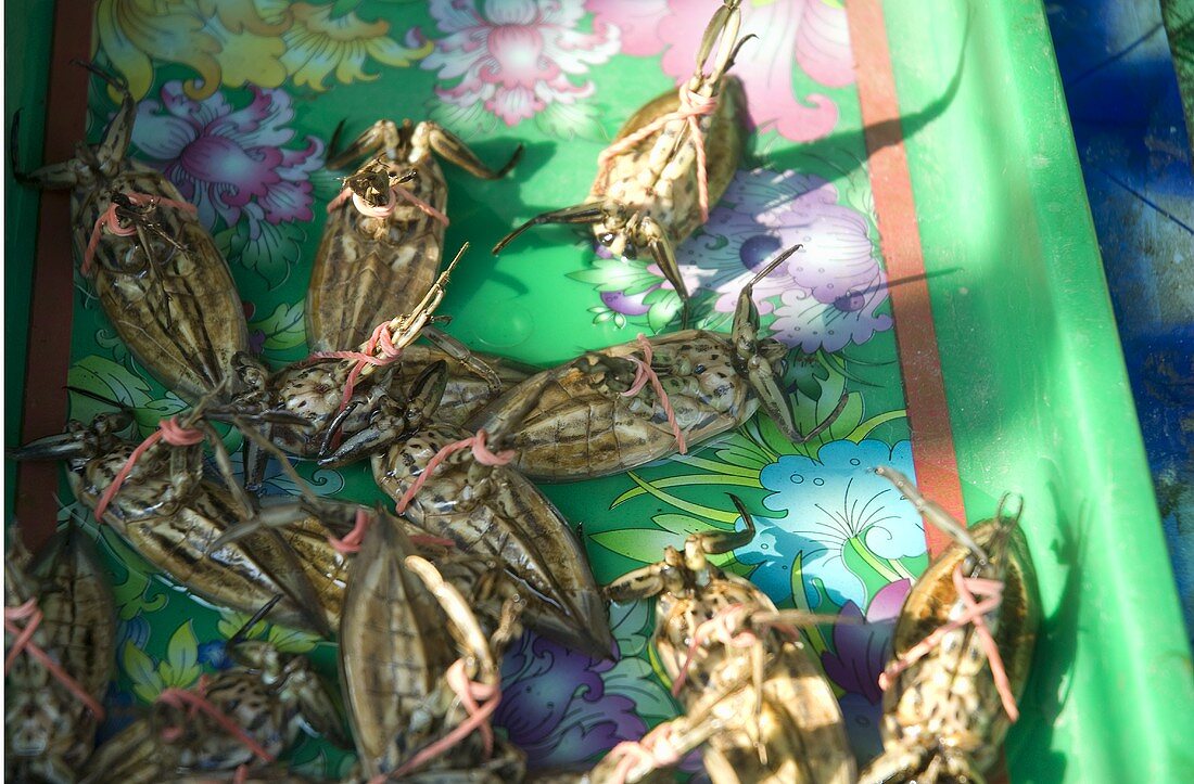 Giant water bugs (Lethocerus Indicus, malaeng da na) on a market stall in Thailand