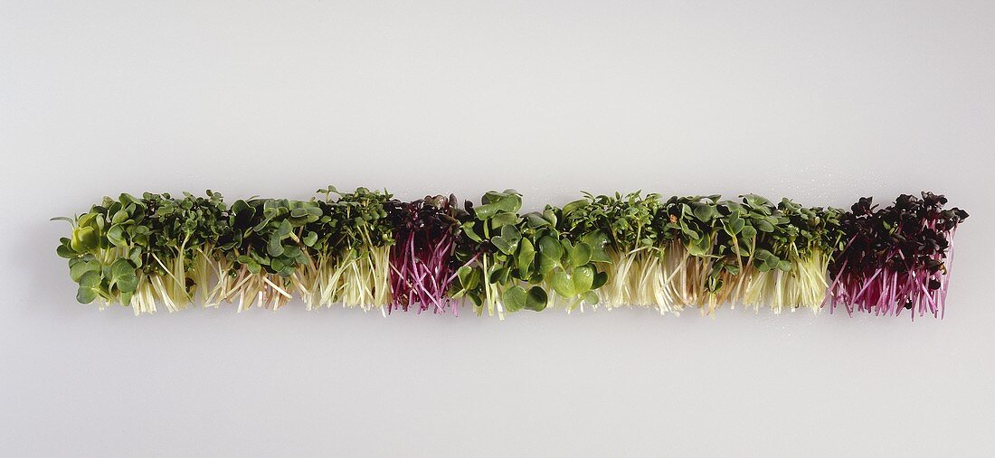 Sprouts: red cabbage, rocket, cress, radish, alfalfa, broccoli