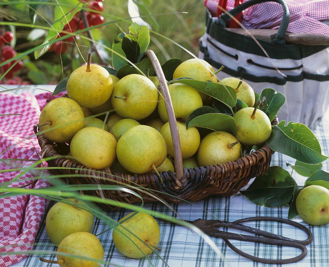 Nashi pears