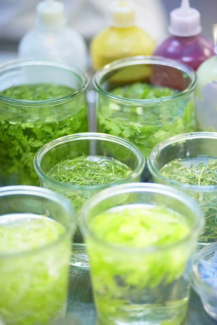 Keeping herbs fresh in glasses of water