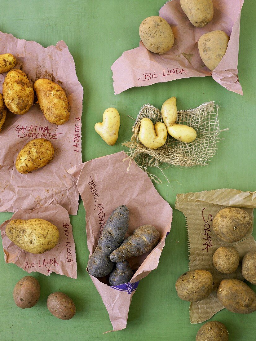 Verschiedene Kartoffelsorten mit Beschriftung