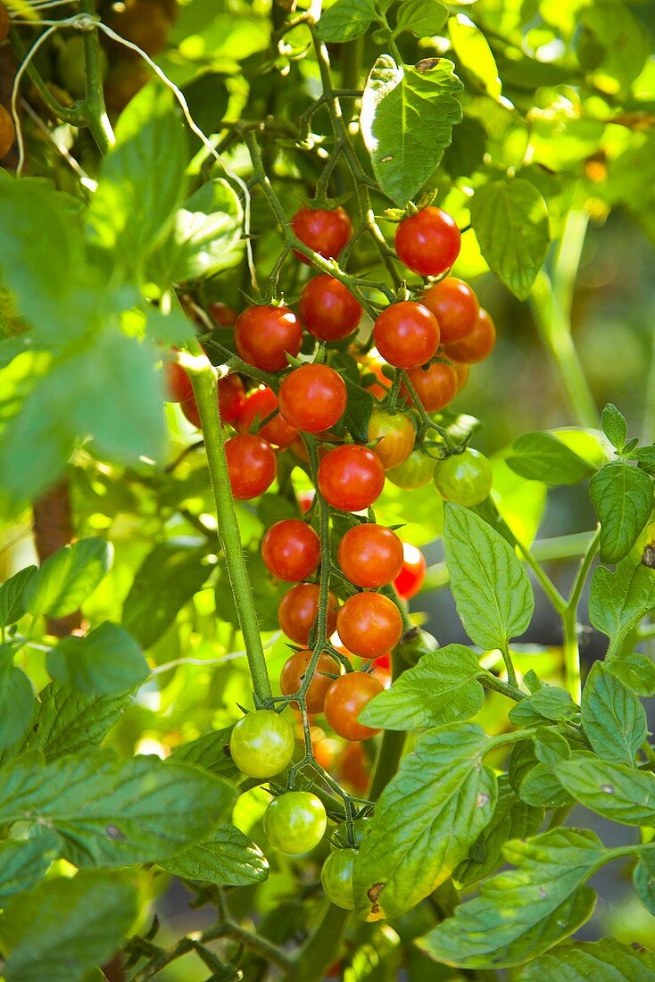 Cherrytomaten (Cocktailtomaten) am Strauch