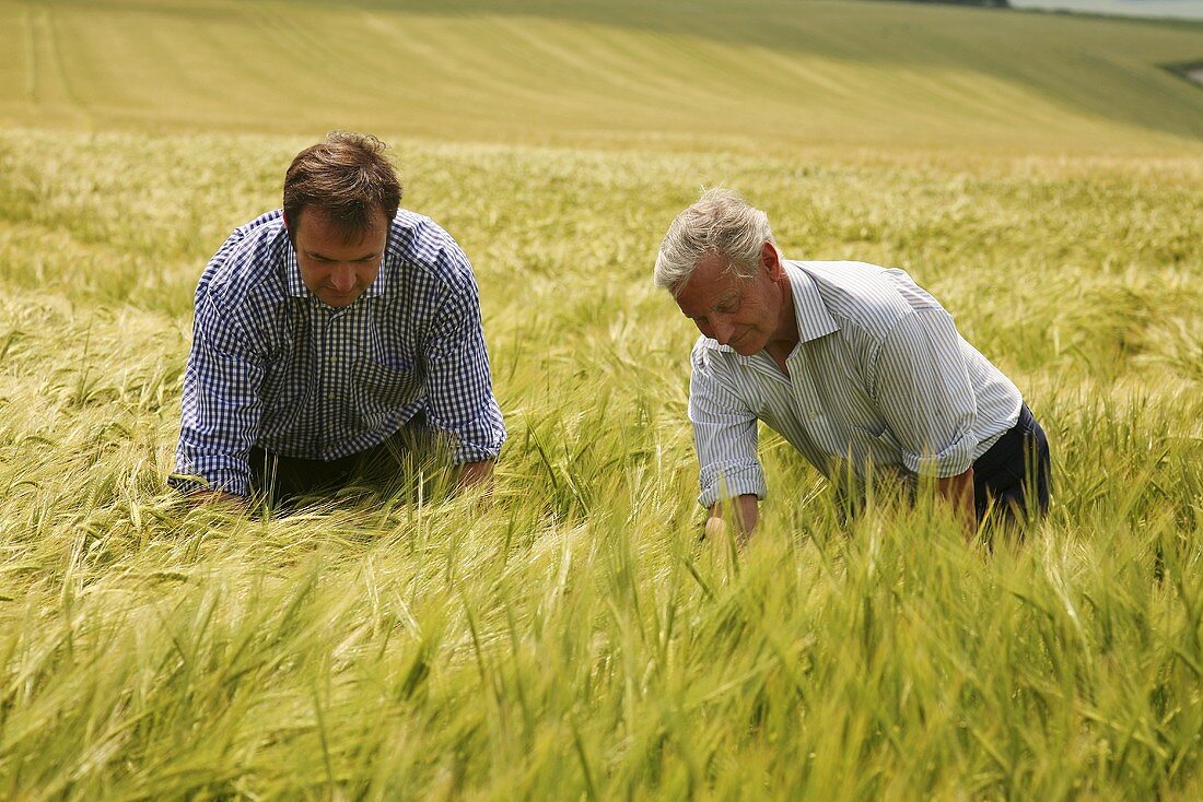 Zwei Bauern prüfen im Frühjahr ein Feld mit Gerste