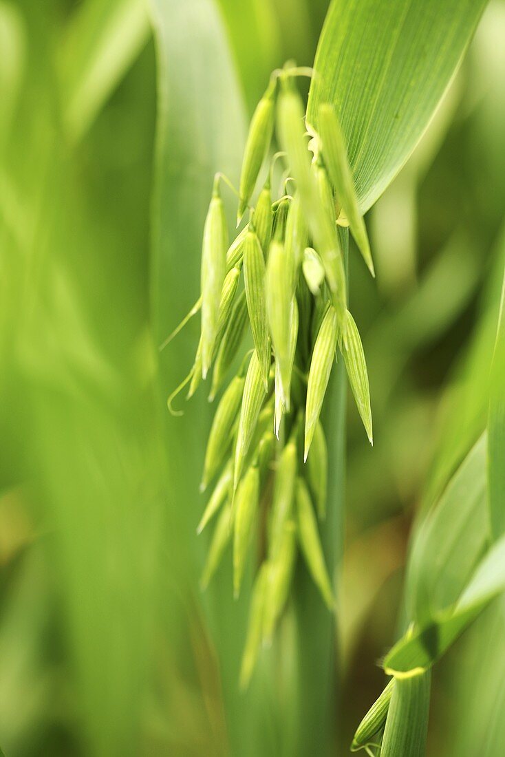 An ear of oats in an oat field (close-up)
