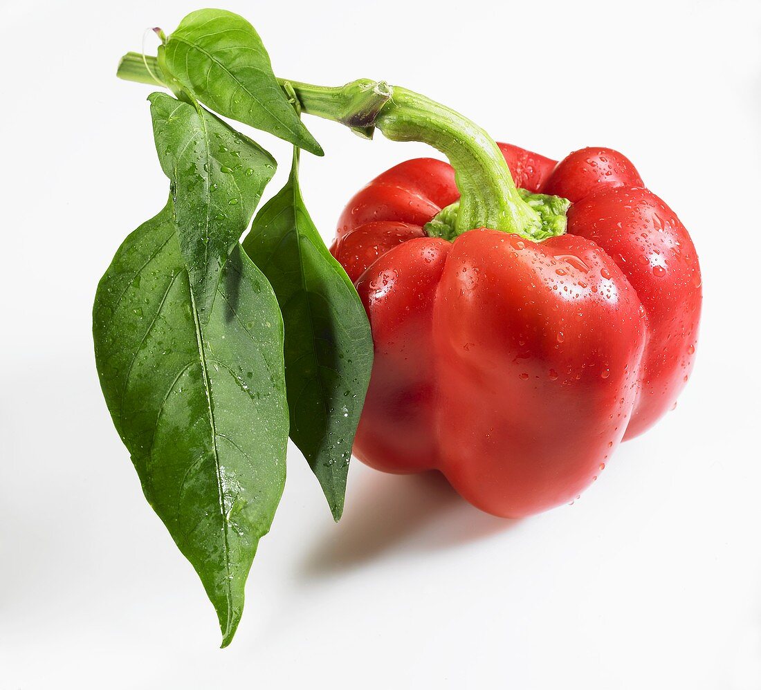 Red pepper with stalk and leaves