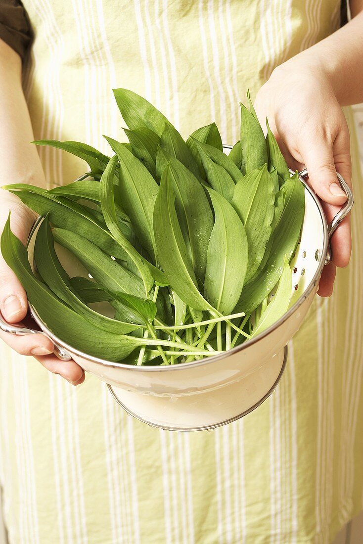 A person holding a colander full of ramsons (wild garlic) leaves