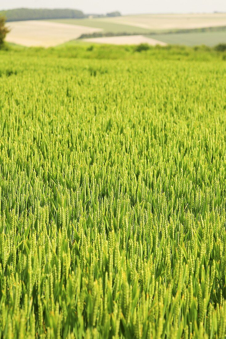 Ein grünes Weizenfeld im Sommer