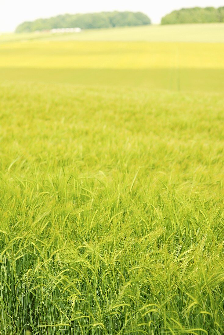 A field of unripe winter barley