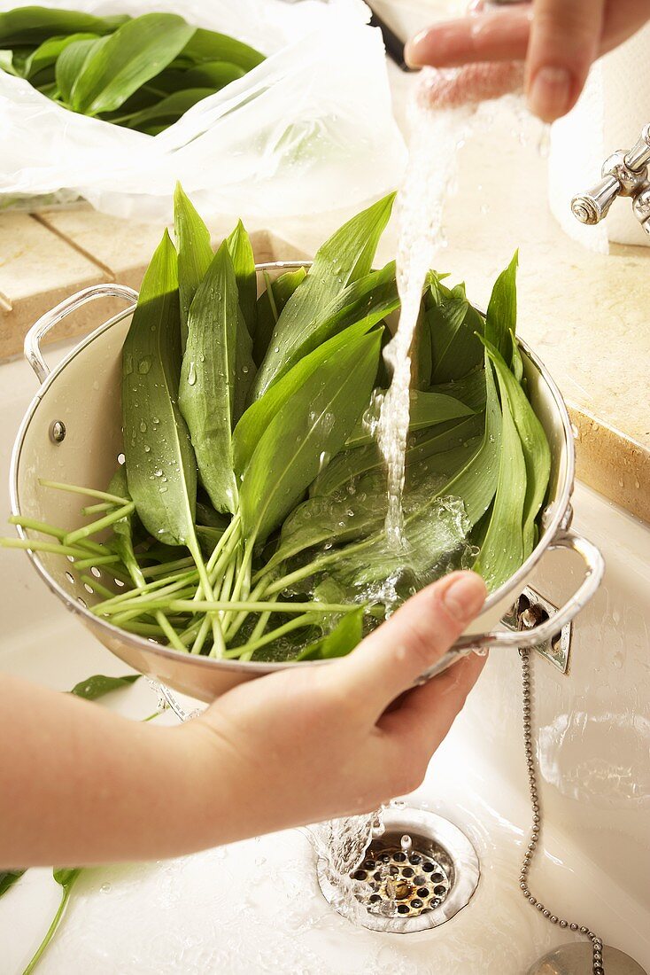 Ramsons (wild garlic) being washed in a colander