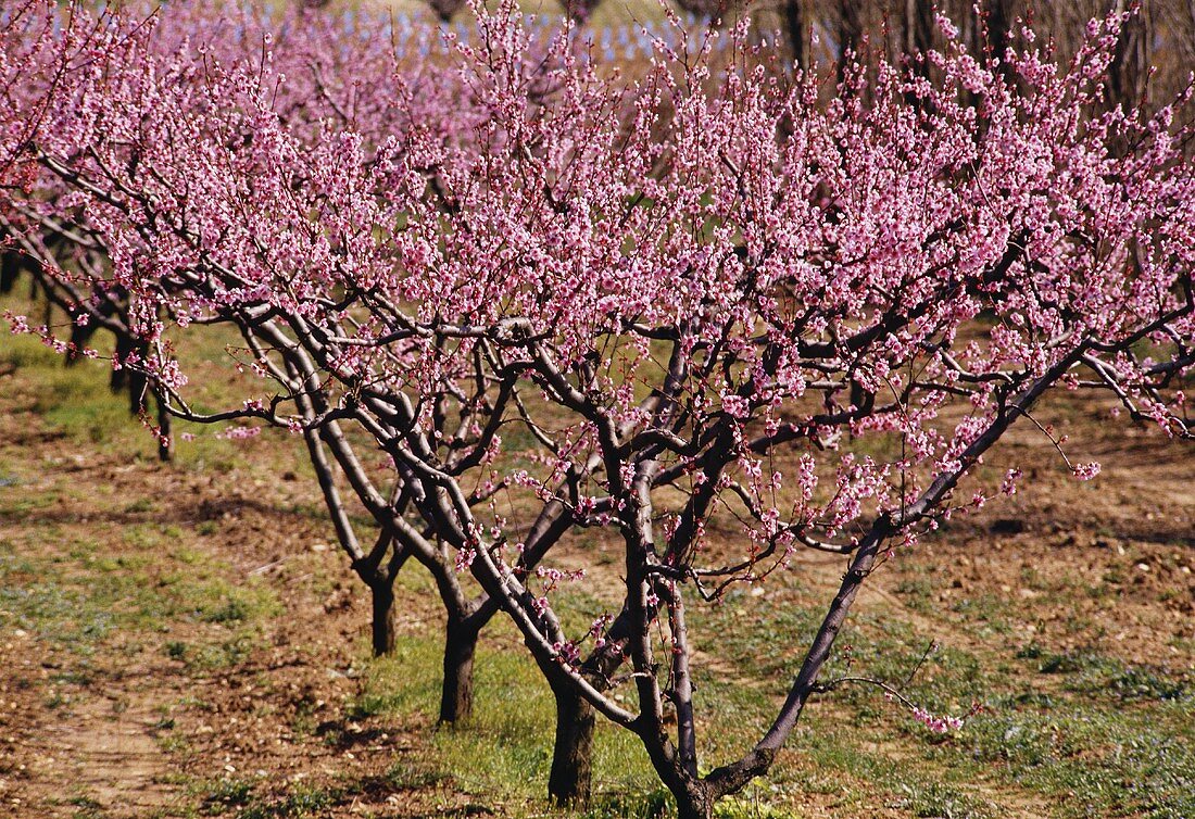 Blühende Pfirsichbäume im Rhonetal