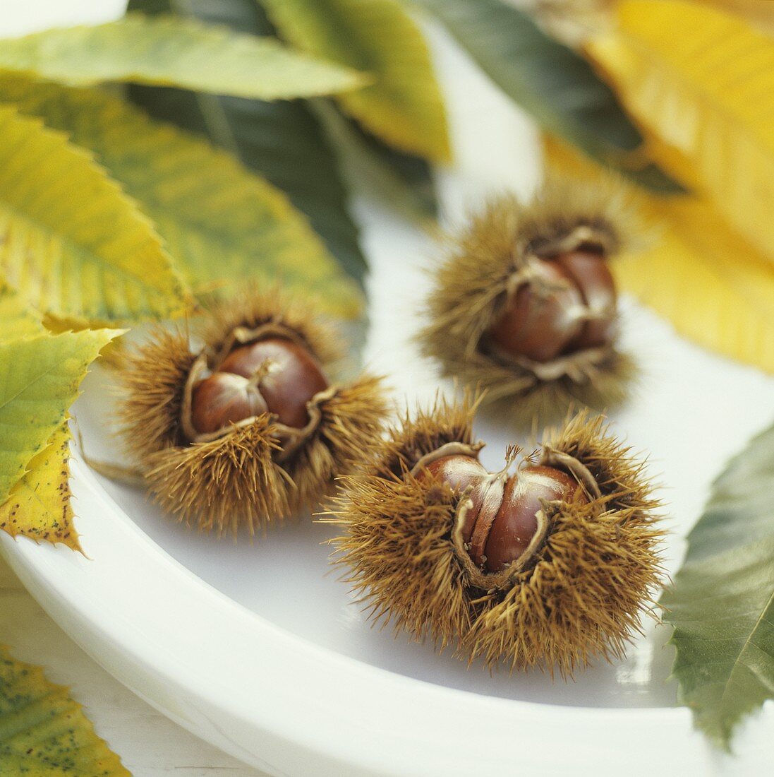 Three ripe sweet chestnuts with chestnut leaves