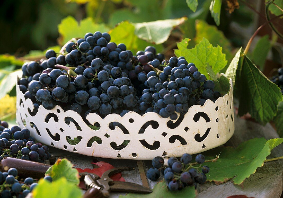 Black grapes in a metal container with vine leaves
