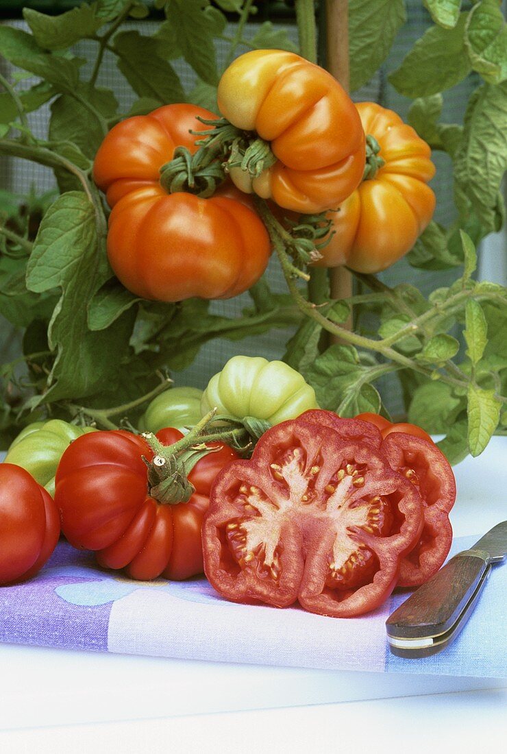Ripe and unripe oxheart tomatoes