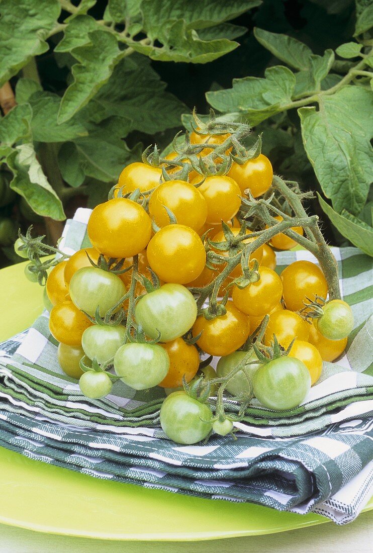 Reife und unreife gelbe Tomaten vor einer Tomatenpflanze