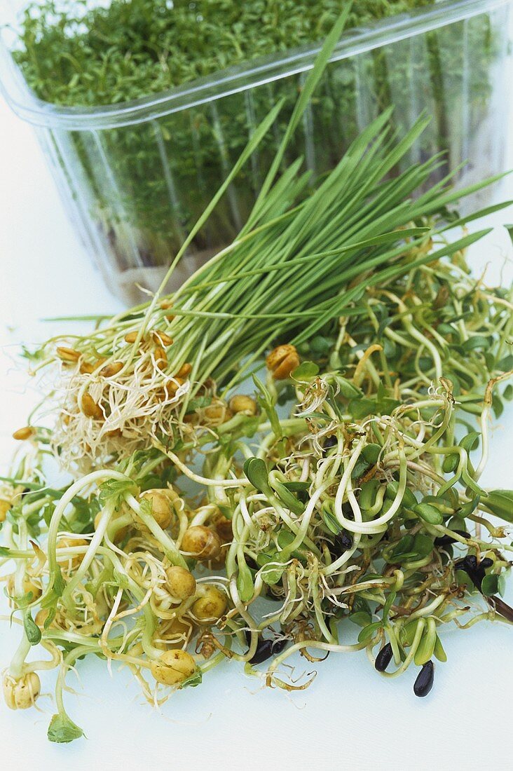 Cress and assorted sprouts