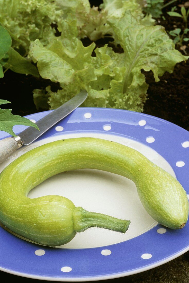 Freshly picked bottle gourd and lettuce in vegetable bed