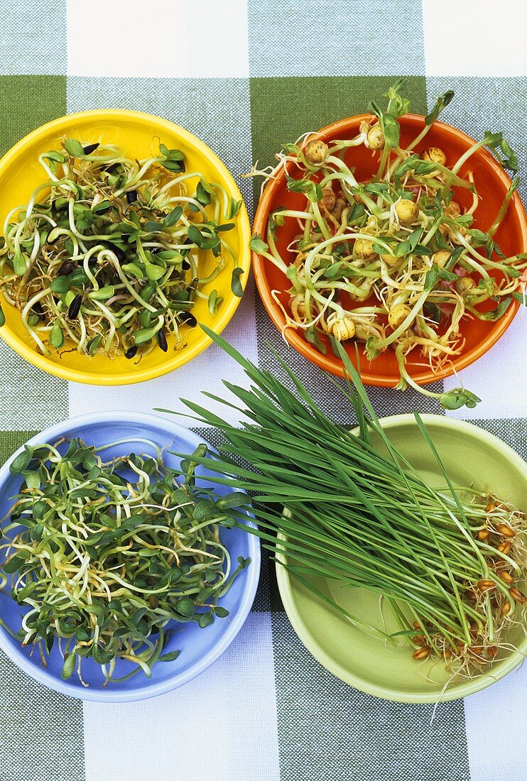 Various types of sprouts in four dishes