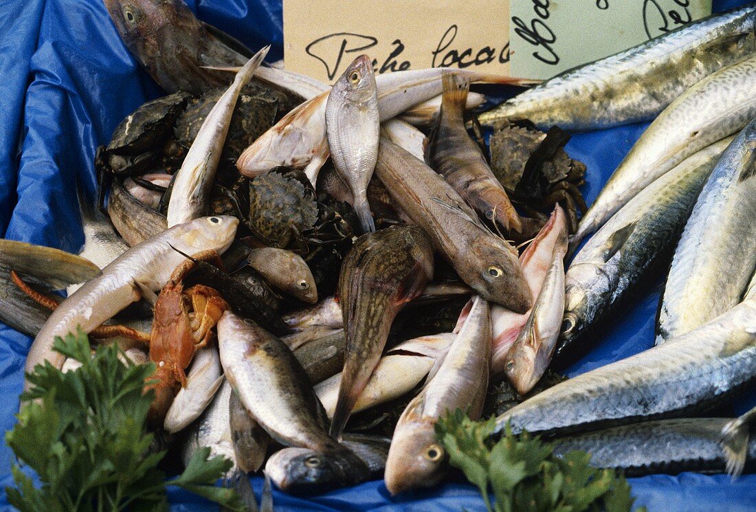 Lokale Fische in Nizza