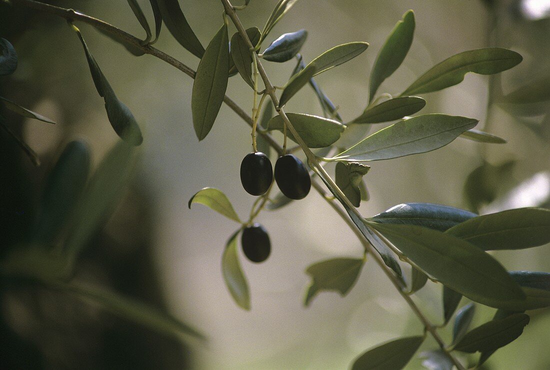 Black Olives on the Branch