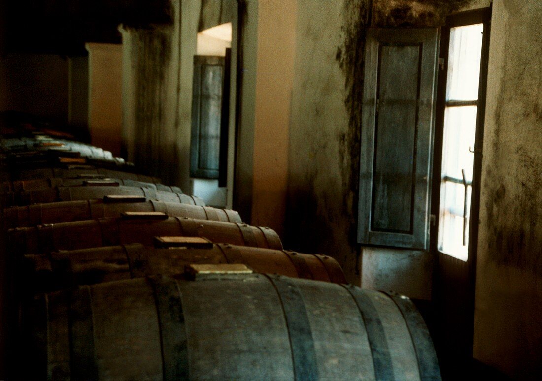 Fässer mit Vin Santo lagern in einer toskanischen Kellerei