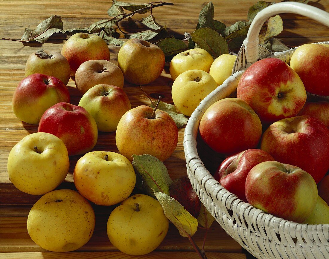 Still life with various old apple varieties