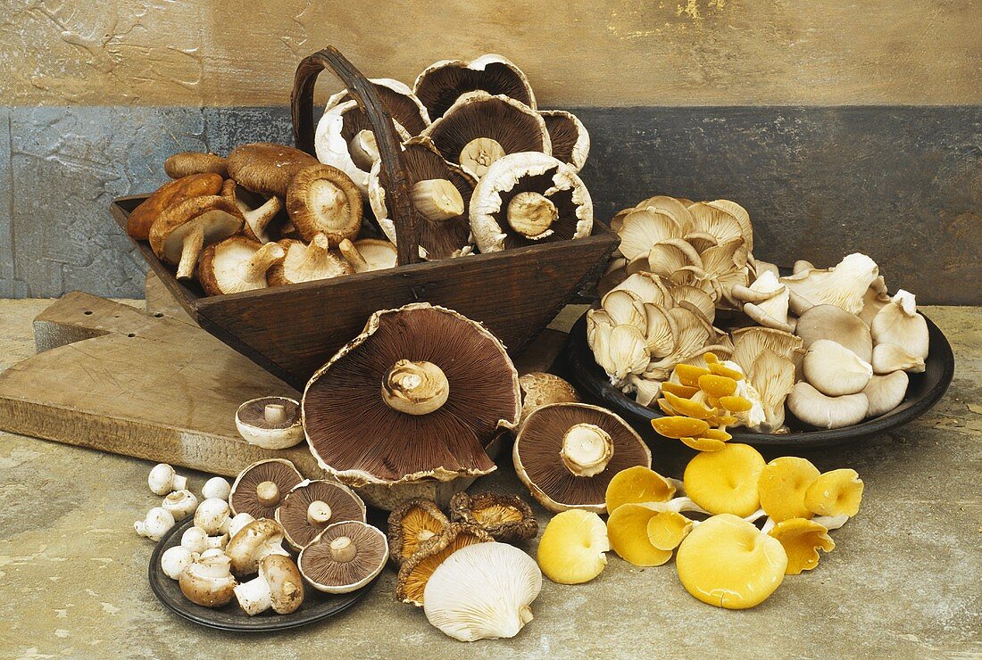 Still life with assorted mushrooms