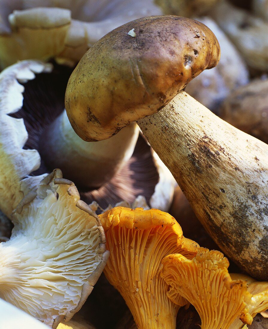 Assorted edible mushrooms