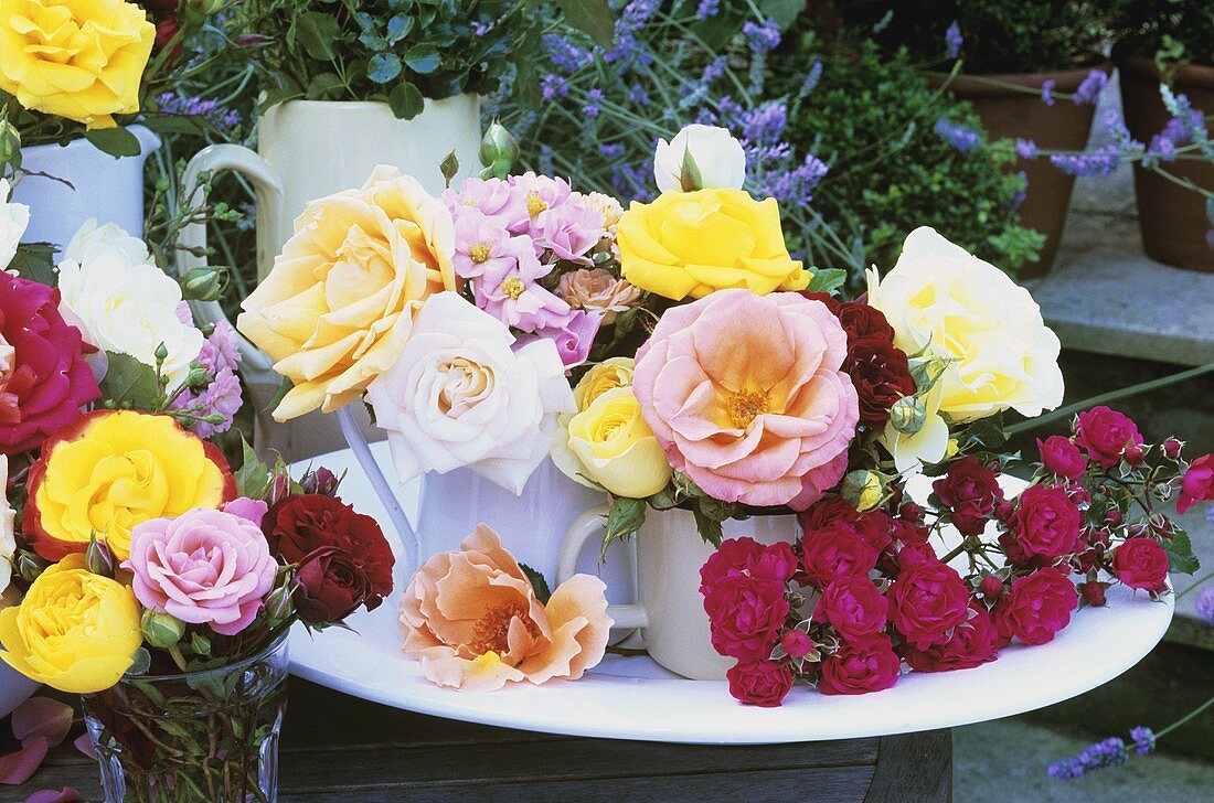 Mixed roses in various containers out of doors