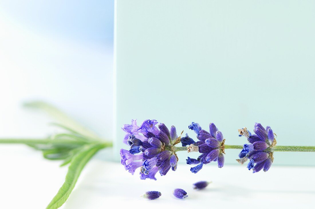 Flowering sprig of lavender