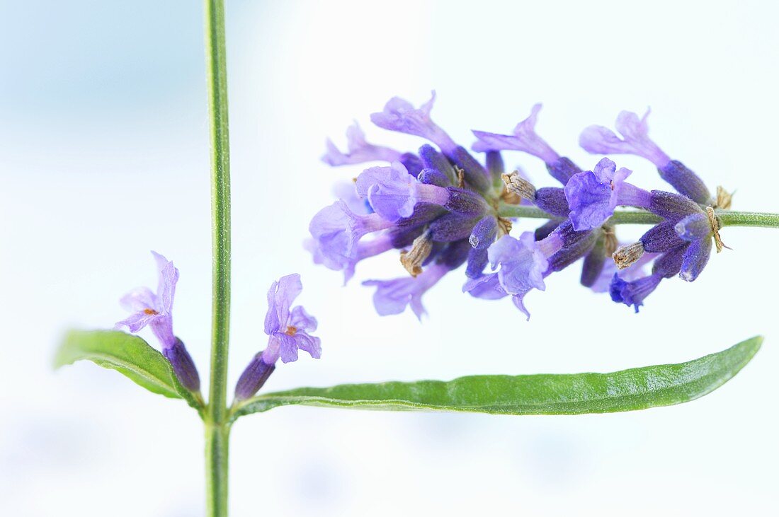 Lavendelblüten