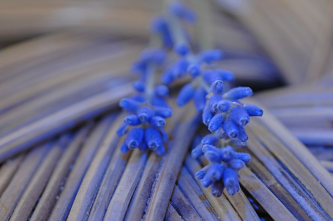 Lavender flowers